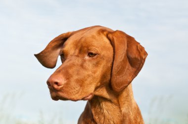 Vizsla Dog (Hungarian Pointer) Closeup clipart