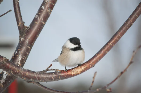 Black-capped Chickadee Perched on a Branch — Stock Photo, Image