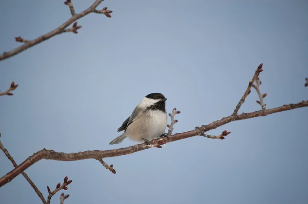 Black-capped Chickadee Perched on a Branch — Stock Photo, Image