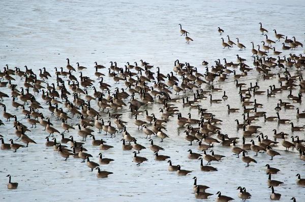 Gansos do Canadá em uma lagoa gelada — Fotografia de Stock