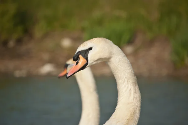 Par de cisnes mudos por uma lagoa — Fotografia de Stock