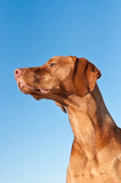 Vizsla (Hongaarse pointer) hond in profiel met blauwe hemel — Stockfoto