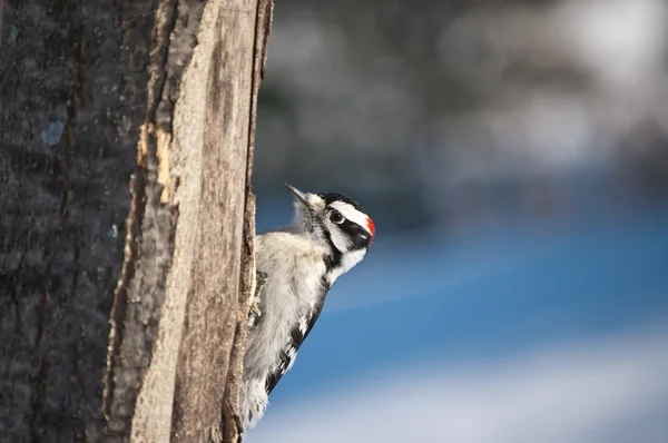 Downy Woodpecker egy fán — Stock Fotó