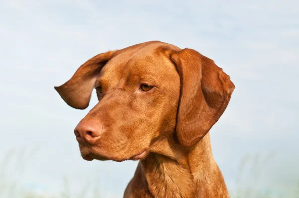 Cão Vizsla (ponteiro húngaro) Fechar — Fotografia de Stock