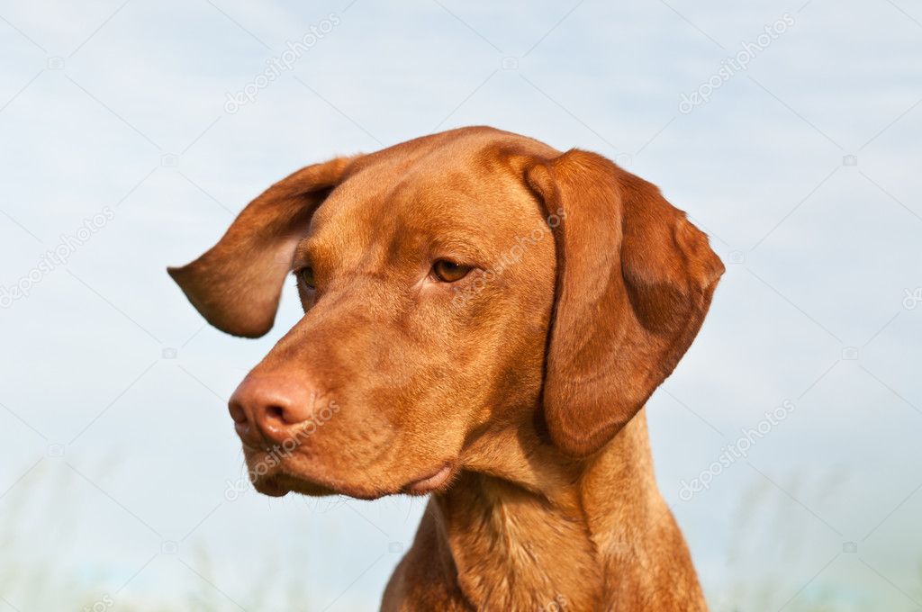 Vizsla Dog (Hungarian Pointer) Closeup