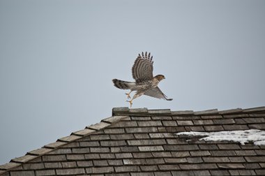 Hawk Taking Off clipart