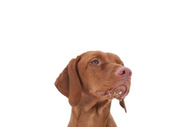 Hungarian Vizsla Dog Close-up clipart