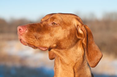 Macar vizsla köpek yakın çekim