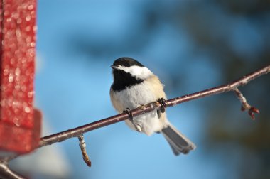Siyah başlıklı Chickadee bir dalda