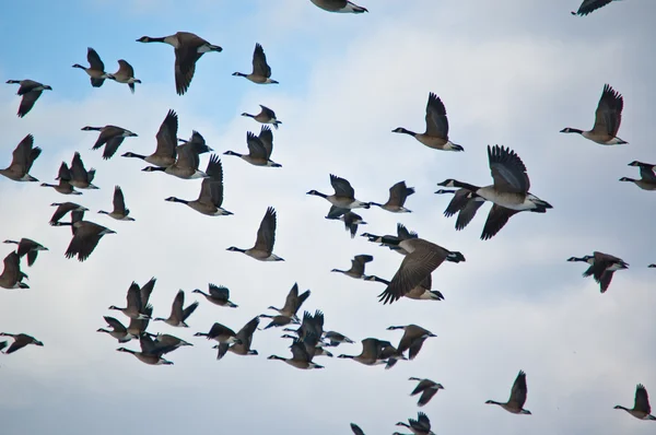 Rebanho de gansos do Canadá em voo — Fotografia de Stock