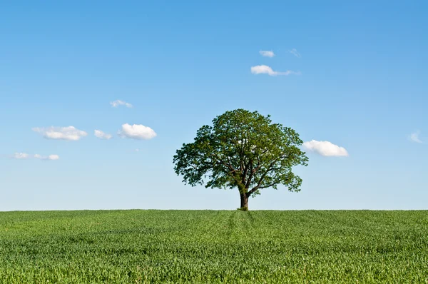 stock image Lone Tree in a Green Field