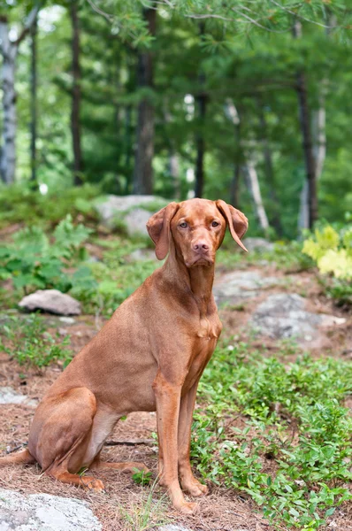 森の中に座っている女性・ ヴィズラ犬 — ストック写真
