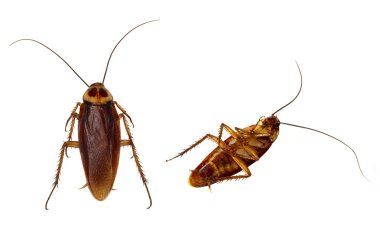 Cockroaches Isolated clipart