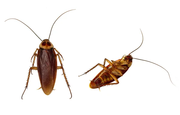 Cockroaches Isolated — Stock Photo, Image