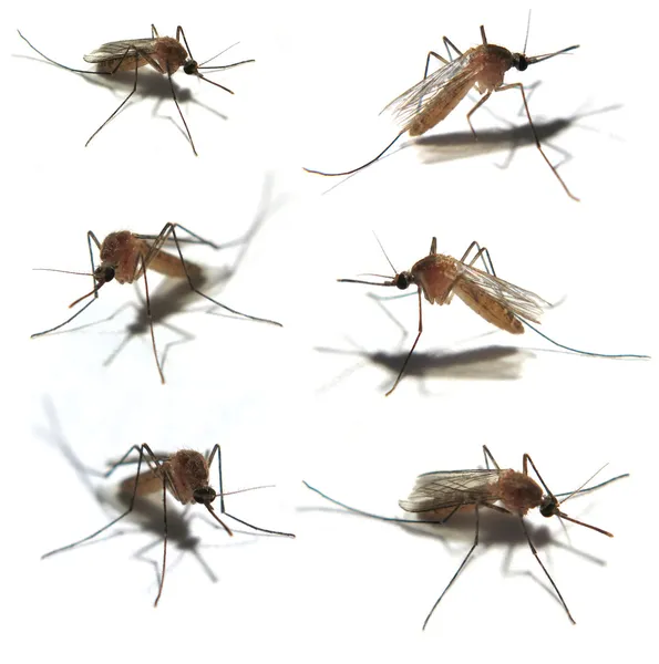 Sześć komarów na białym tle — Zdjęcie stockowe