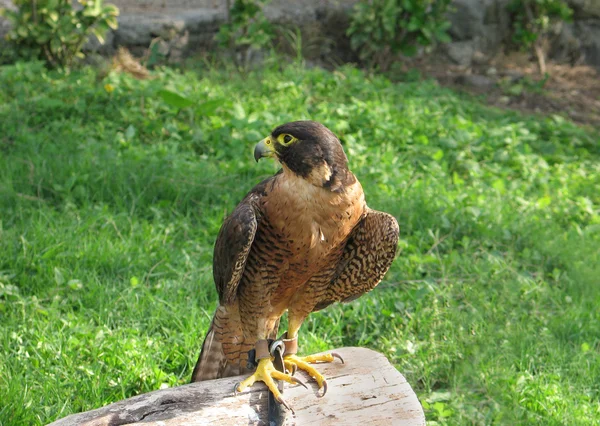 Falcon Peregrino de cerca sobre un tronco de árbol —  Fotos de Stock