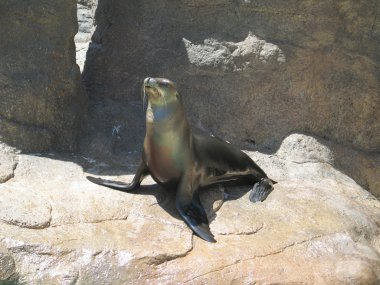 Sealion on rocks showing its territory. clipart