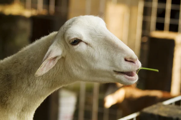 stock image Goat Eating Stalk