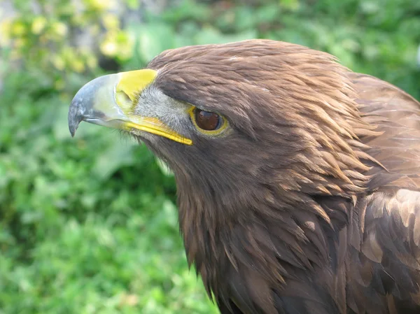 Altın Kartal closeup yan