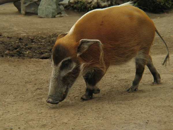 Wild California state pig close up — Stock Photo, Image