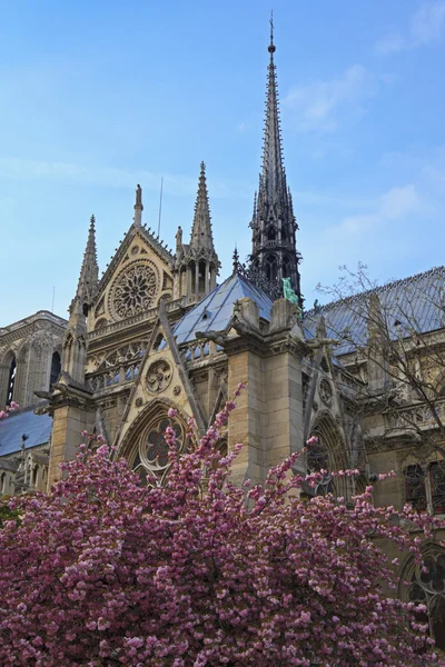 La catedral de Notre Dame de Paris. París. — Foto de Stock