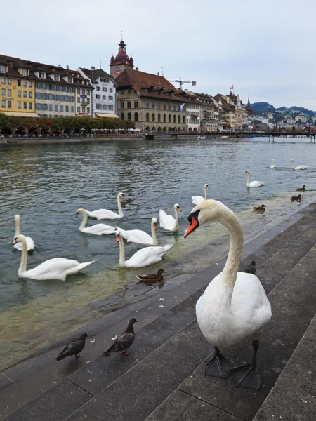 White Swan in Lucerne, Switzerland — Stock Photo, Image