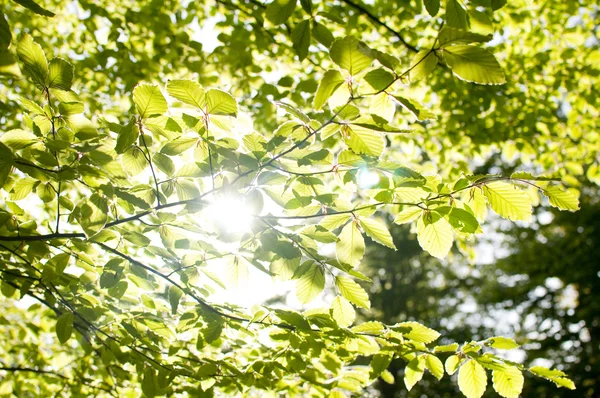 Hojas verdes con rayo de sol — Stockfoto
