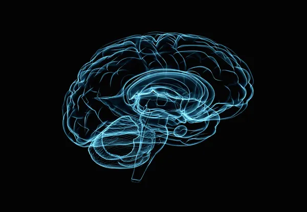 Мозговая модель — стоковое фото