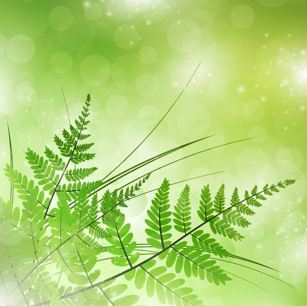 绿色蕨类植物 — 图库矢量图片