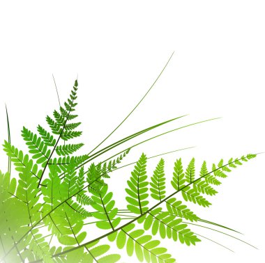 Fern frame clipart