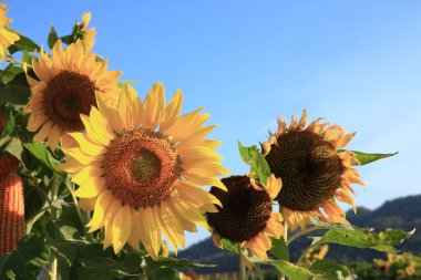 Sunflower clipart