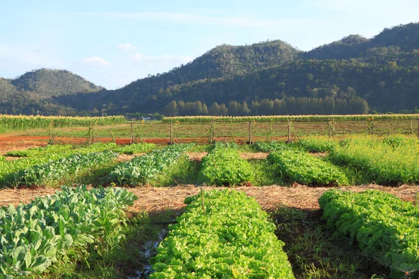 Lettuce Farm Mountain — Stock Photo, Image