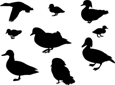 Duck clipart