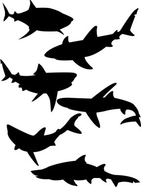 Sharks clipart