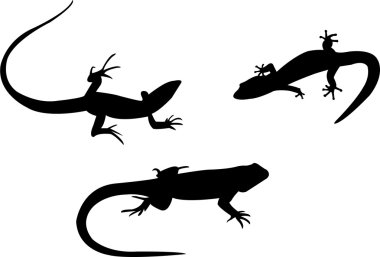 Lizards clipart