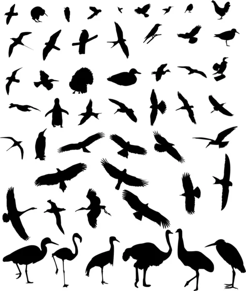 Vögel — Stockvektor