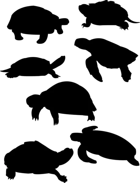 Sköldpaddor — Stock vektor