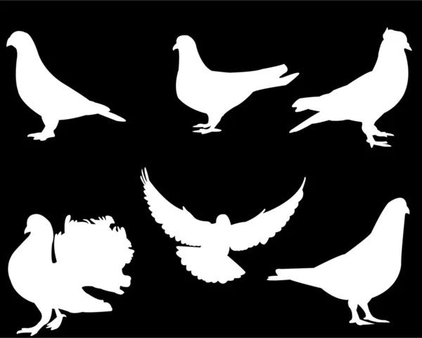 Pigeon — Image vectorielle