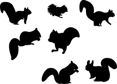 Squirrel clipart