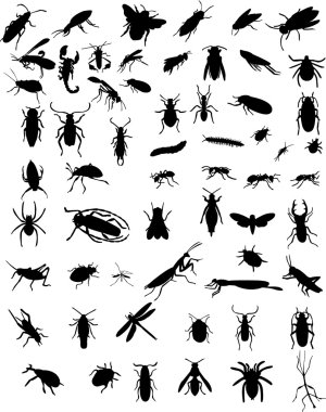 Bugs clipart