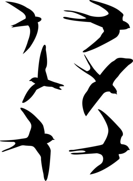 Swalows