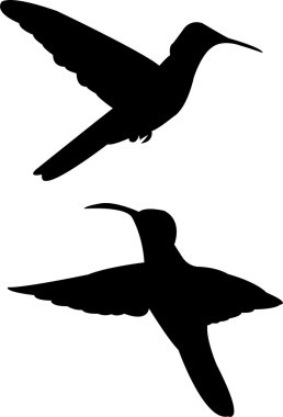 Humming bird clipart