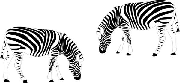 Zebras — Vetor de Stock