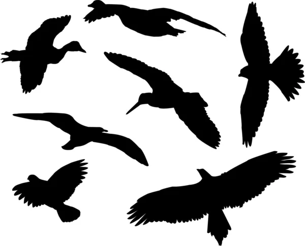 Fåglar samling — Stock vektor