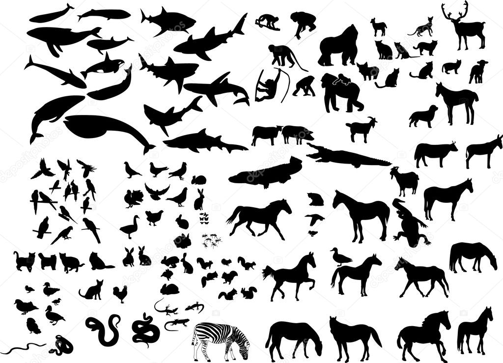 Animals Stock Vector Image by ©paunovic 4874347