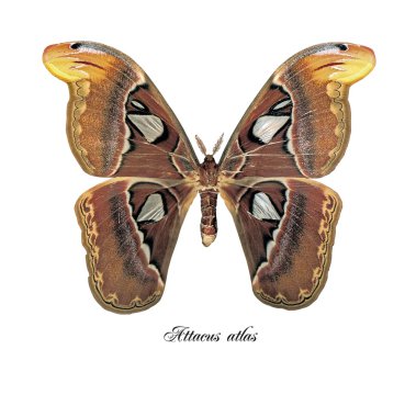 Attacus atlas