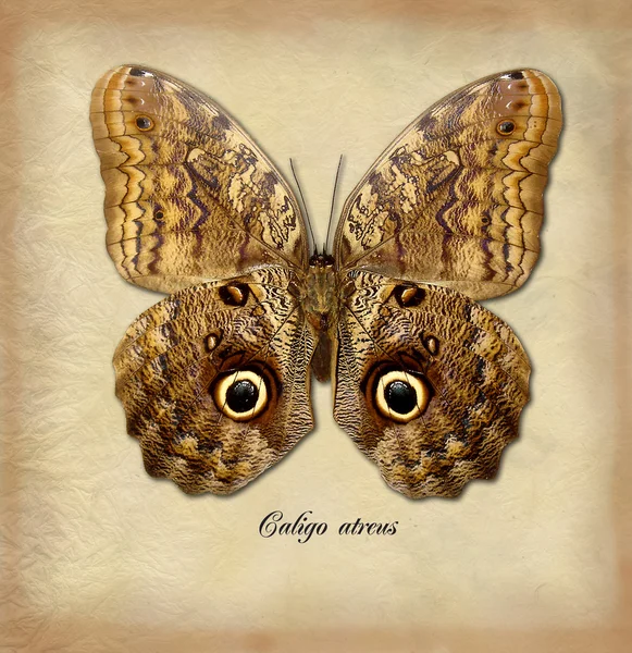 Caligo atreus — Stock Photo, Image