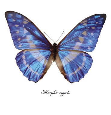 Morpho cypris clipart