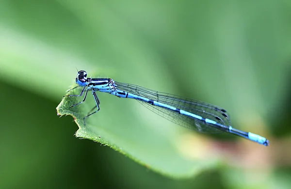 Blue Dragonfly — Stock Photo, Image