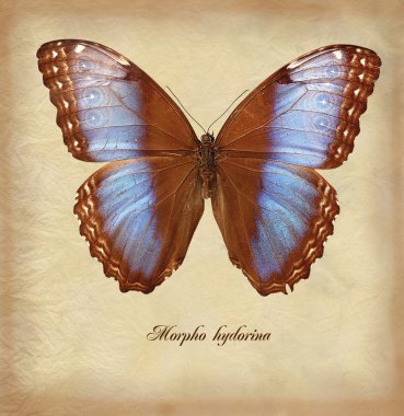 Morpho_hydorina